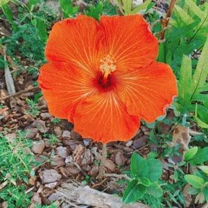 Meet your Posher, Logan